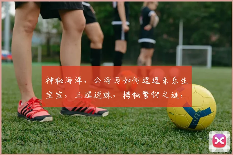 神秘海洋，公海马如何逗逗乐乐生宝宝，三逗连珠，揭秘繁衍之谜，引你一探究竟